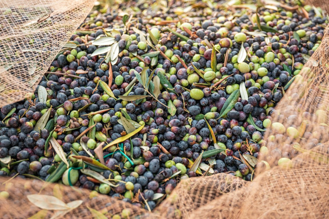seasonal-harvest-olives (2)